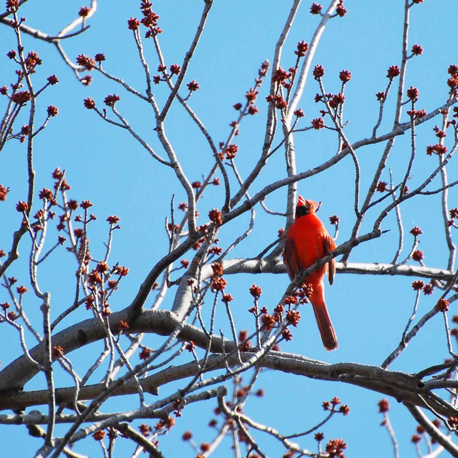 Red on Red on Blue